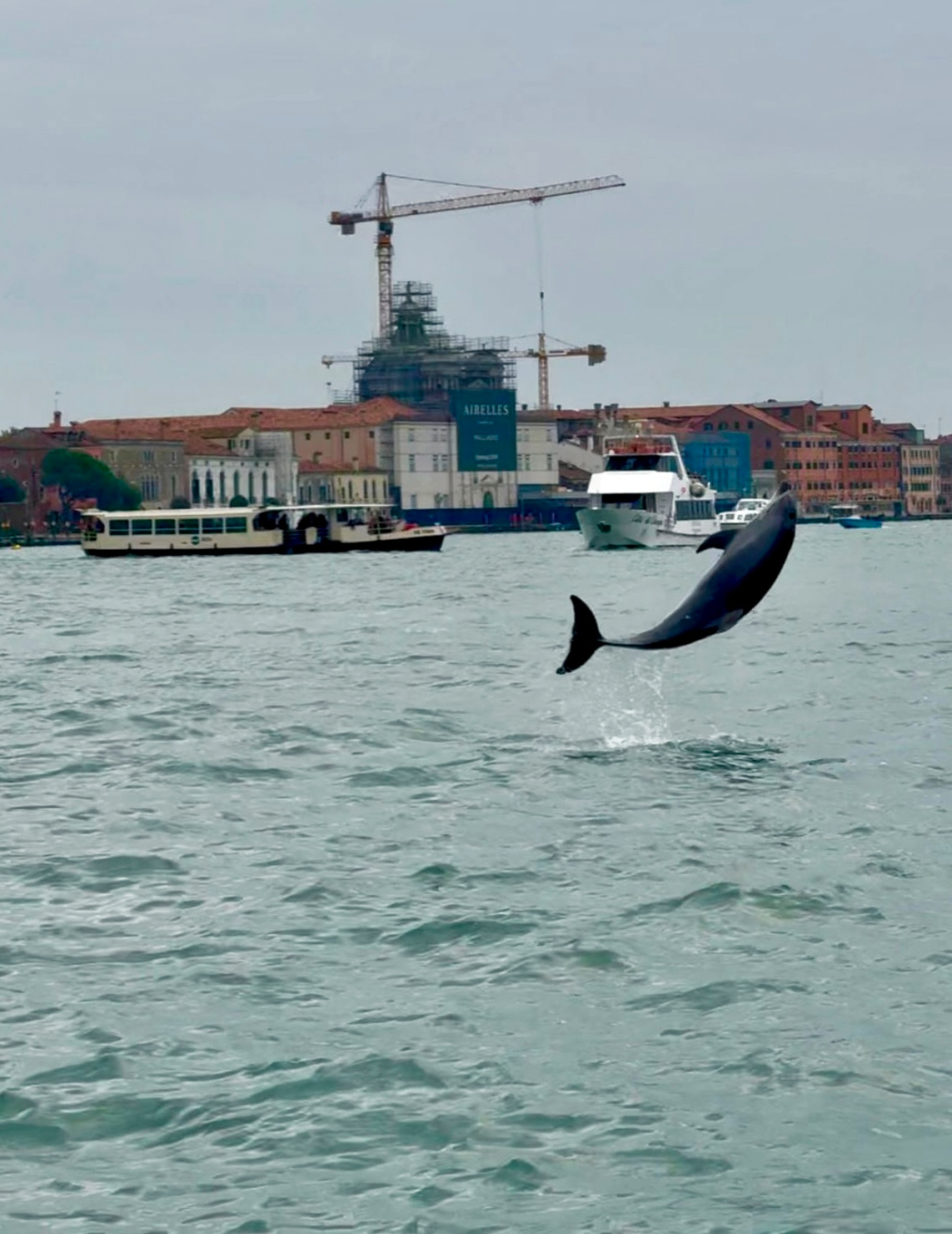 Venice’s newest marvel is a wild, acrobatic dolphin. His refusal to leave puts him in danger