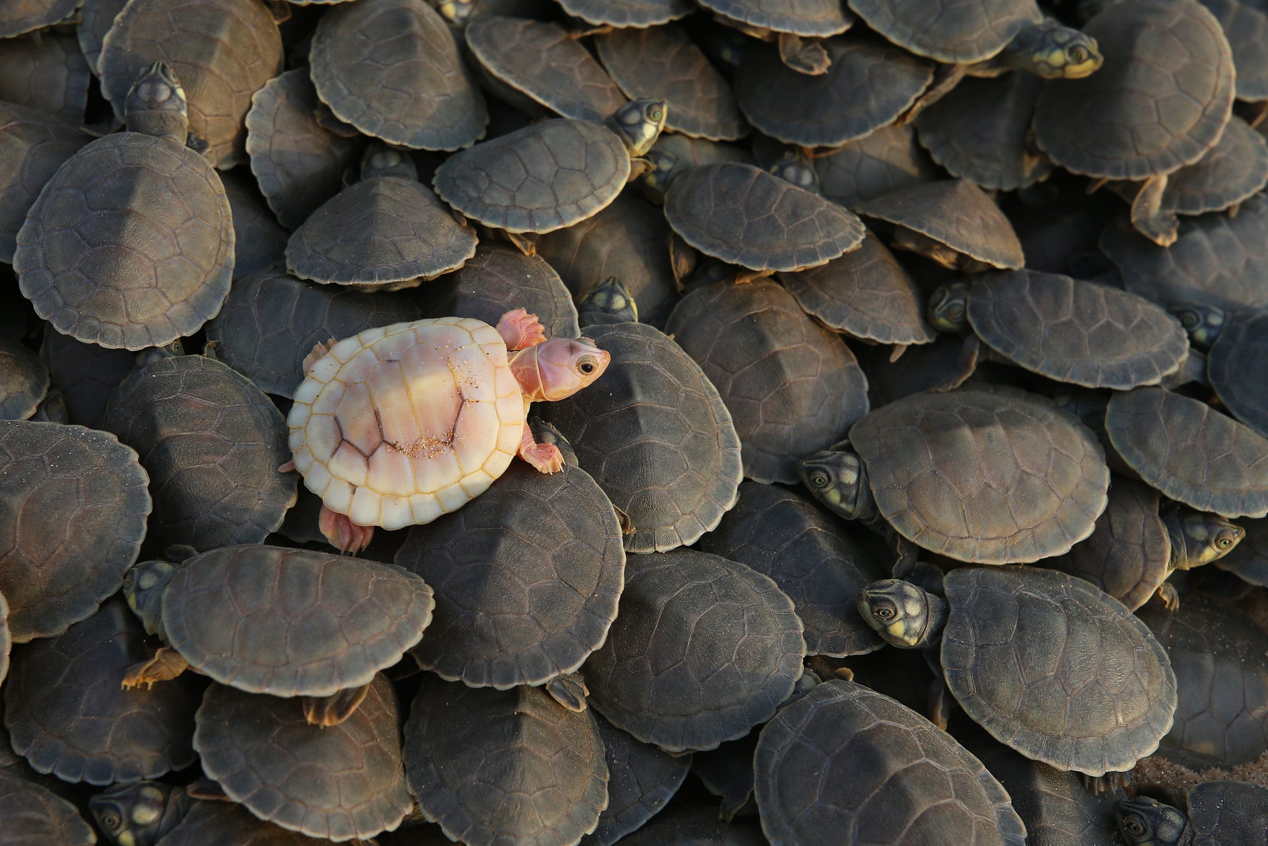 Photos show release of giant Amazon river turtle hatchlings in key Brazilian reserve