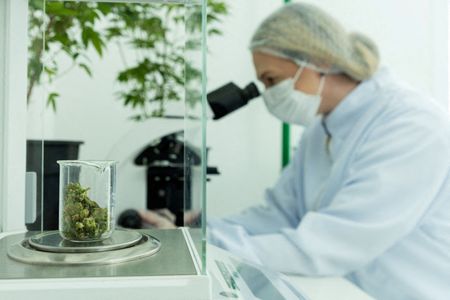 Brazil’s agricultural research agency gets cannabis research greenlight