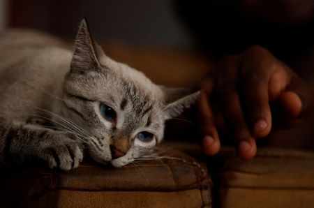 Elanco’s drug gets emergency nod to treat deadly flesh-eating parasite in cats