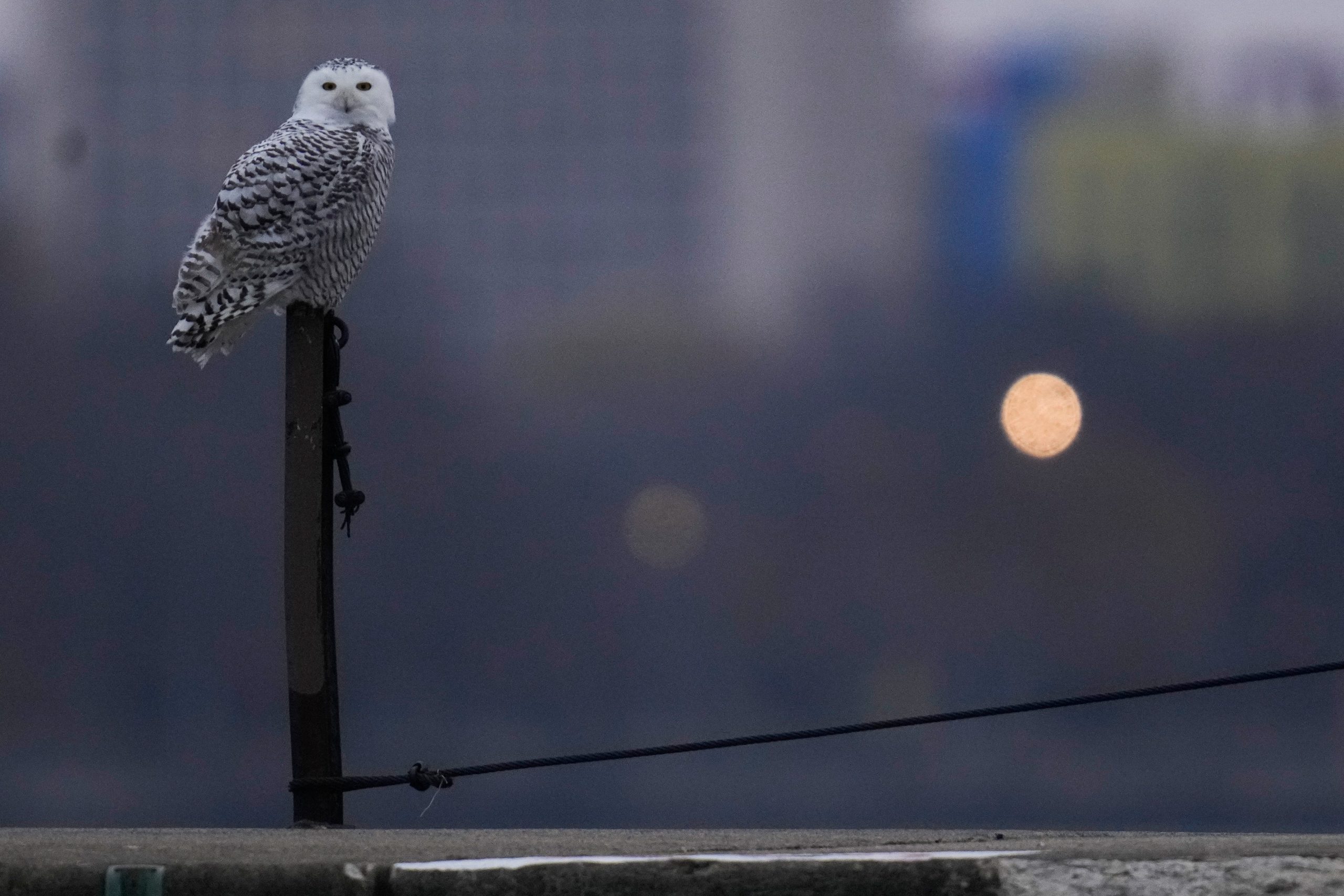 A pair of snowy owls spotted along Lake Michigan beach draws crowds in Chicago