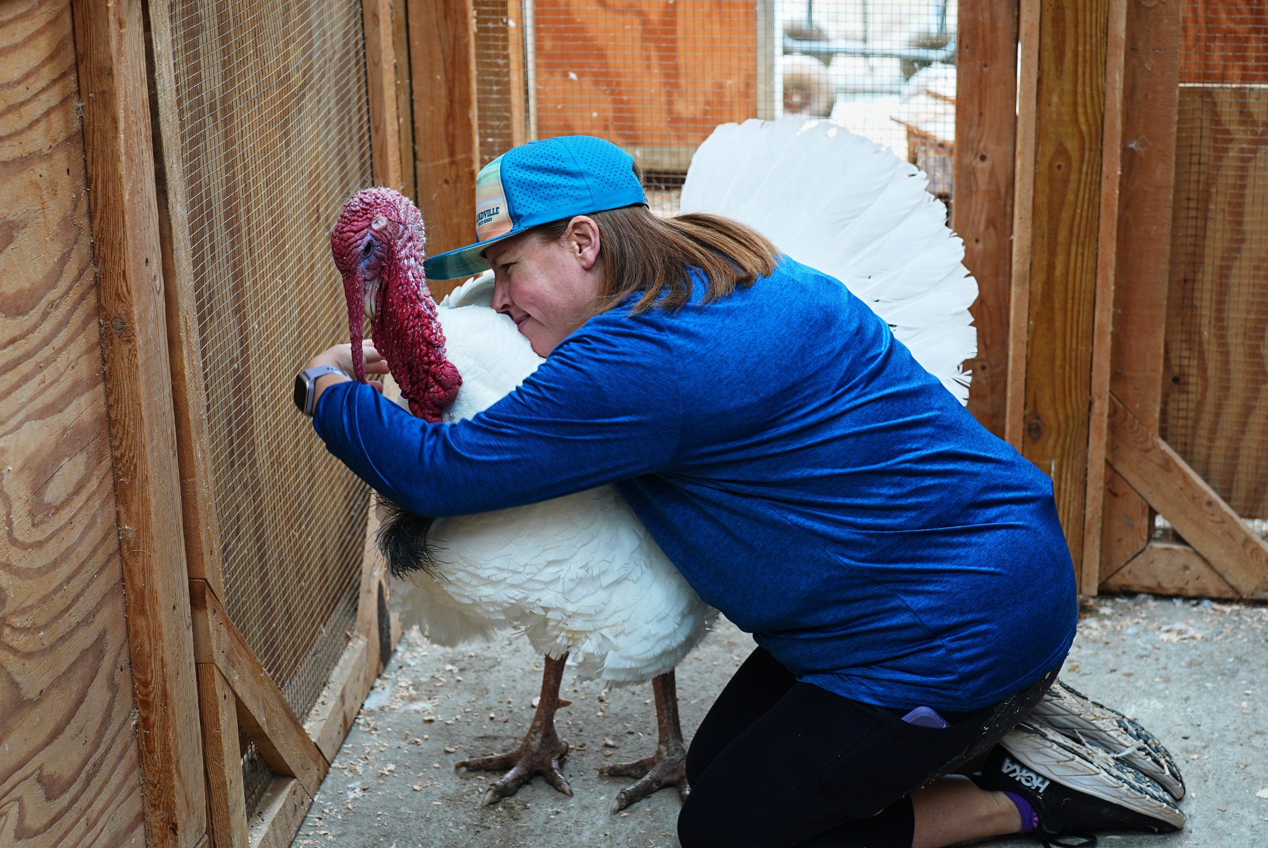Looking for an alternative Thanksgiving? Try ‘adopting’ a turkey