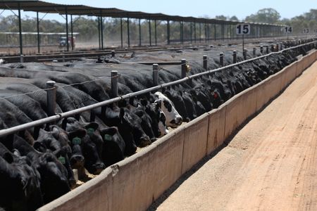 Australia expands grain-fed beef exports as US production falters