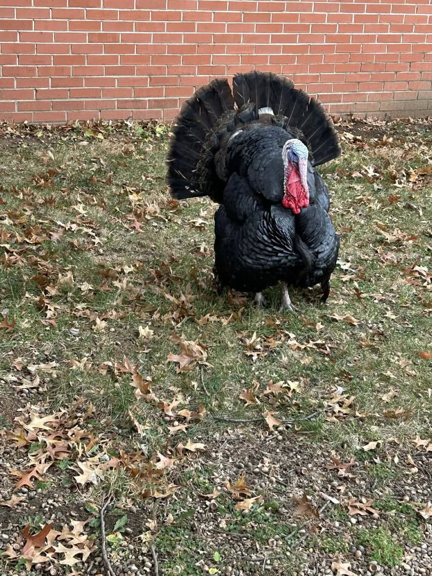 Thanks to Loren Dimmitt of White Pine Farms for bring a turkey to MacArthur. They loved petting and learning about him….