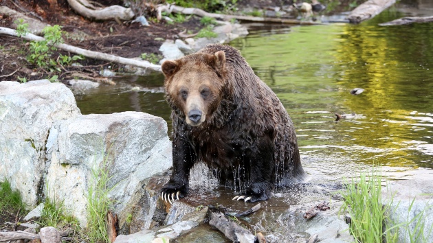 Grizzly bear attack reported in Canada’s British Columbia province
