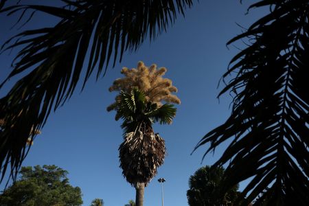 Once-in-a-lifetime bloom: rare palms in Rio de Janeiro flower before dying
