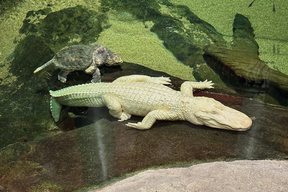 San Francisco’s beloved albino alligator Claude dies at 30