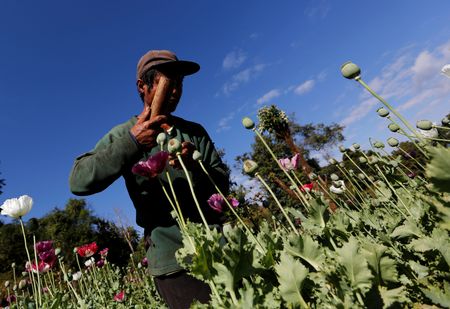 Myanmar’s opium poppy cultivation hits highest level in a decade, UN says