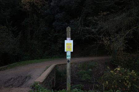 Spain plans wild boar cull to curb population after swine fever outbreak