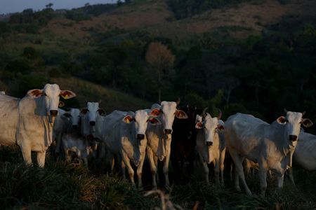 Brazil Amazonian state postpones cattle tracking key to preventing deforestation