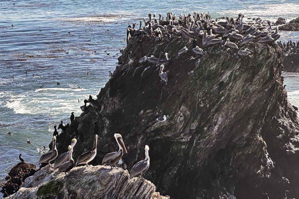 A brown pelican ‘feeding frenzy’ is an encouraging sign for the often-struggling large seabirds