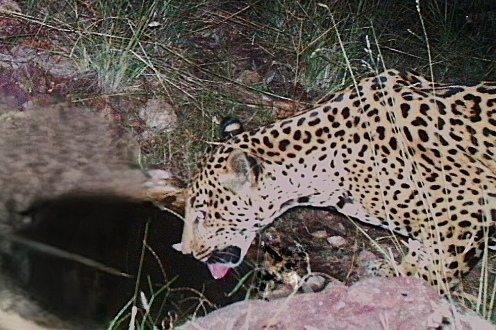 A new jaguar spotted in Arizona points to progress in the endangered species’ recovery