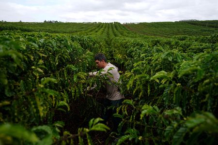 Brazil robusta coffee growers push for quality amid rising prices and climate concerns