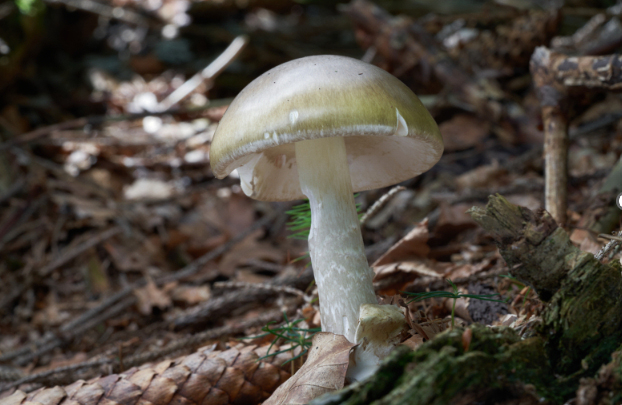 California officials warn against foraging wild mushrooms after deadly poisoning outbreak