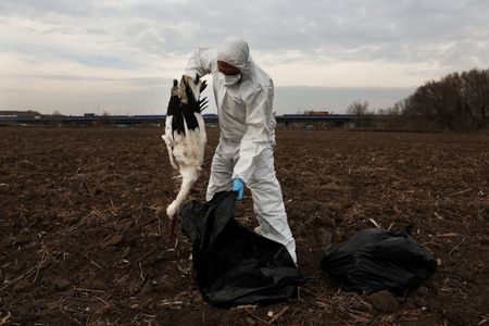 Hundreds of storks found dead near Madrid amid wider bird flu surge