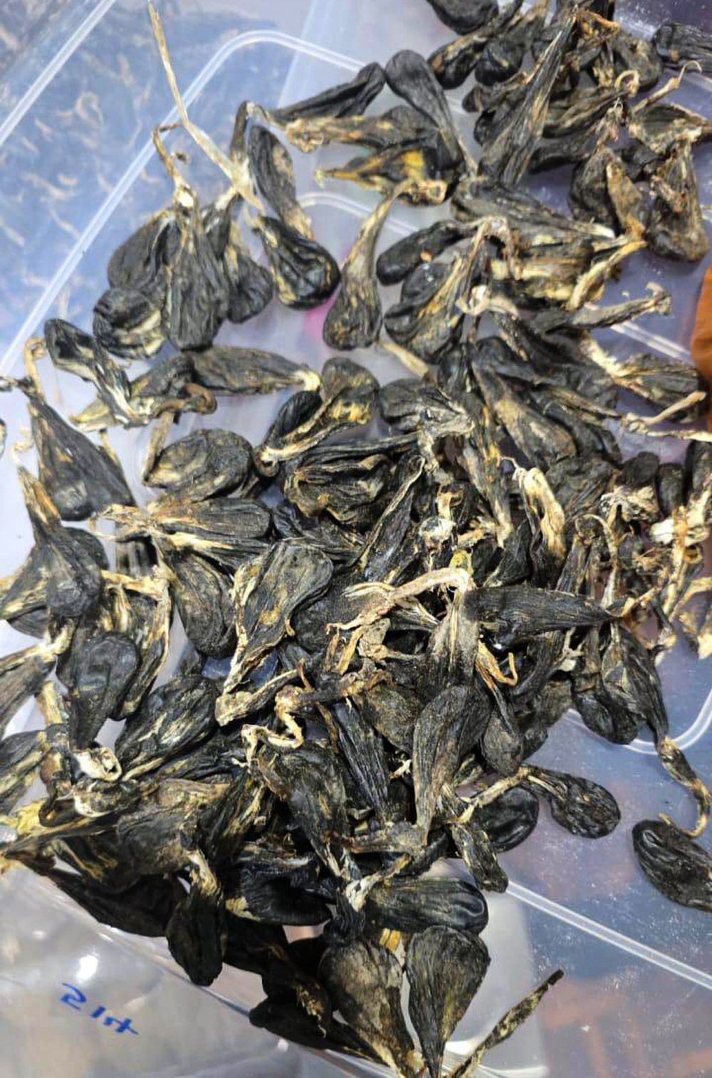 Vietnamese man pleads guilty to possessing protected python parts in Malaysia