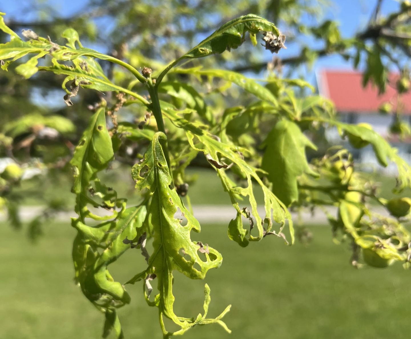 Volatilizing Iowa’s State Trees